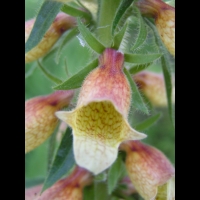 Digitale - Digitalis Laevigata (13)